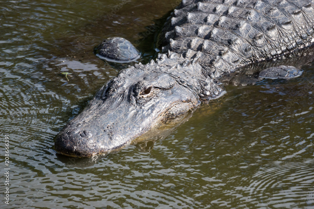 American Alligator, Alligator mississippiensis American Alligator, Alligator mississippiensis