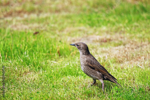 young starling on green grass