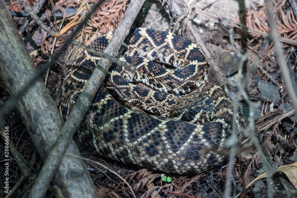 eastern diamondback rattlesnake (Crotalus adamanteus) eastern diamondback rattlesnake (Crotalus adamanteus)