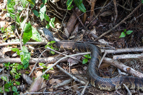 Cottonmouth (Agkistrodon piscivorus)