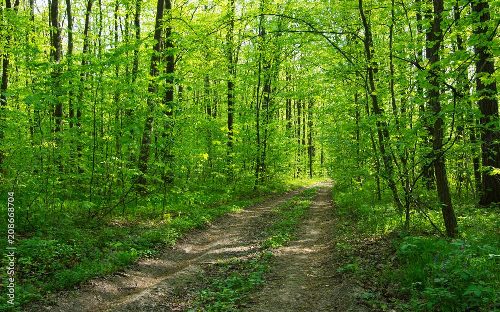 Forest trees. nature green wood sunlight backgrounds Forest trees. nature green wood sunlight backgrounds