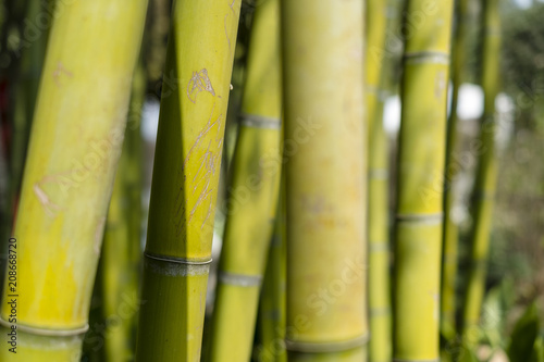 branches of bamboo forest on a bright day background