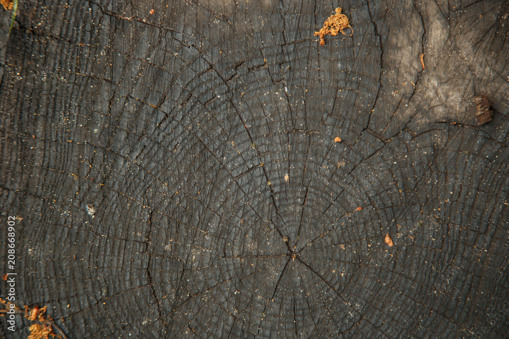 Fototapeta premium cut of wood with annual rings