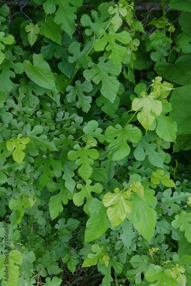 Mulberry tree leaves Mulberry tree leaves