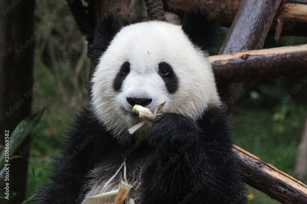 Happy Panda Cub eats Bamboo Shoot, Chengdu ,China Happy Panda Cub eats Bamboo Shoot, Chengdu ,China