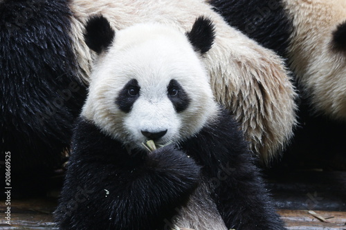 Fototapeta Naklejka Na Ścianę i Meble -  Happy Panda Cub eats Bamboo Shoot, Chengdu ,China
