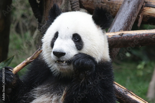 Fototapeta Naklejka Na Ścianę i Meble -  Happy Panda Cub eats Bamboo Shoot, Chengdu ,China