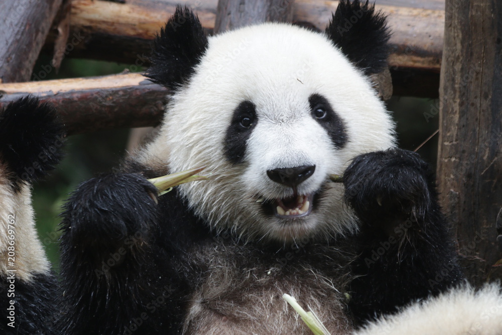 Fototapeta premium Little Fluffy Panda Cub on the Pile of Bamboo Shoot, Chengdu, China