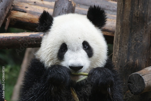 Fototapeta Naklejka Na Ścianę i Meble -  Little Fluffy Panda Cub on the Pile of Bamboo Shoot, Chengdu, China