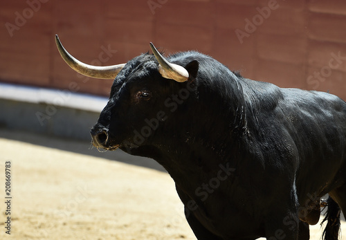 black bull in spain running in bullring