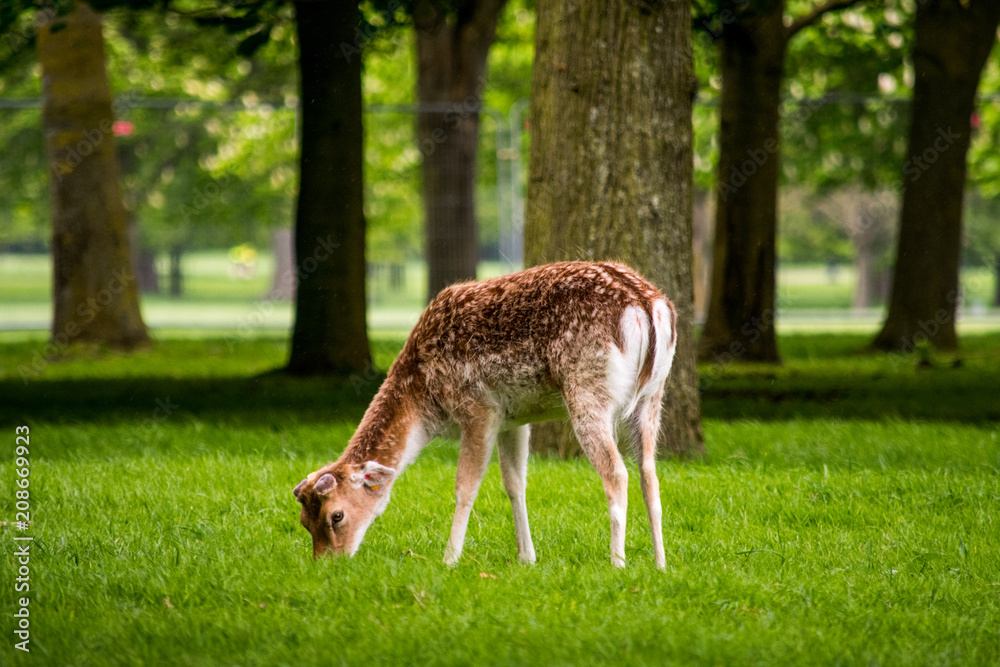 A deer eating grass in Pheonix Park, Dublin A deer eating grass in Pheonix Park, Dublin