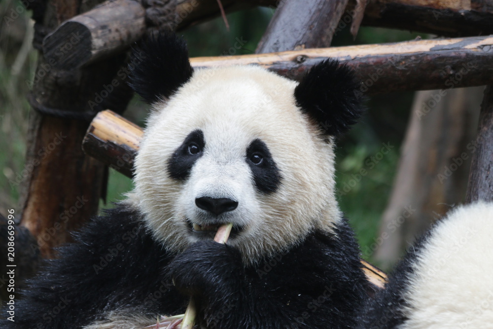 Fototapeta premium Little Fluffy Panda Cub on the Pile of Bamboo Shoot, Chengdu, China