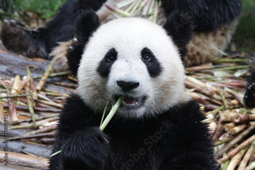 Little Fluffy Panda Cub on the Pile of Bamboo Shoot, Chengdu, China