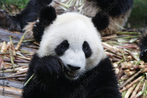 Fototapeta Naklejka Na Ścianę i Meble -  Little Fluffy Panda Cub on the Pile of Bamboo Shoot, Chengdu, China