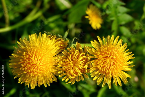 Fototapeta Naklejka Na Ścianę i Meble -  Meadow strewn with spring yellow dandelion flowers, in other words popularly saying milk.