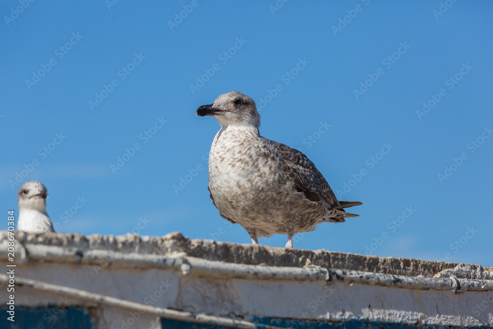 Seagulls in the city of Essaouira
Seagulls in the city of Essaouira