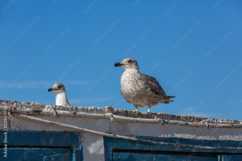 Obraz premium Seagulls in the city of Essaouira 