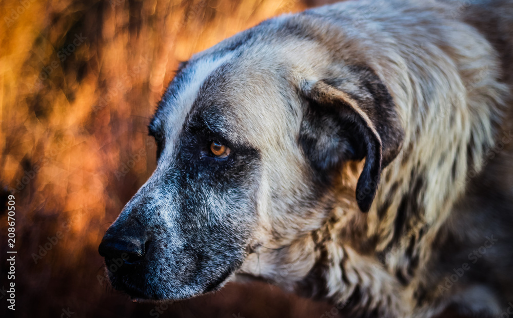 Portuguese Mastiff - Rafeiro do Alentejo - Portuguese Dog Breeds