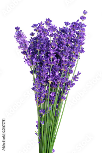 Bunch of Lavender flowers on a white background.