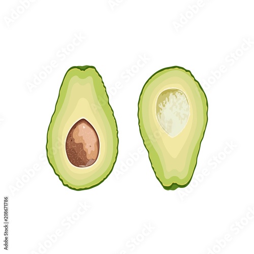 Vector fruit avocado. Avocado cut in half with a stone