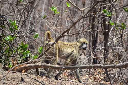 Chacma Baboon walking in bush. Papio ursinus © Nels