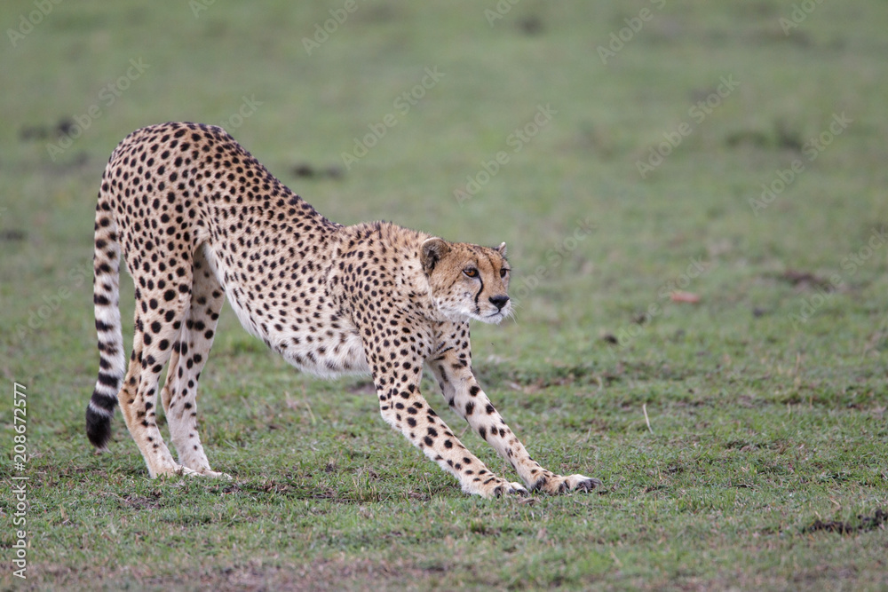 Obraz premium Cheetah female in the Masai Mara National Park in Kenya