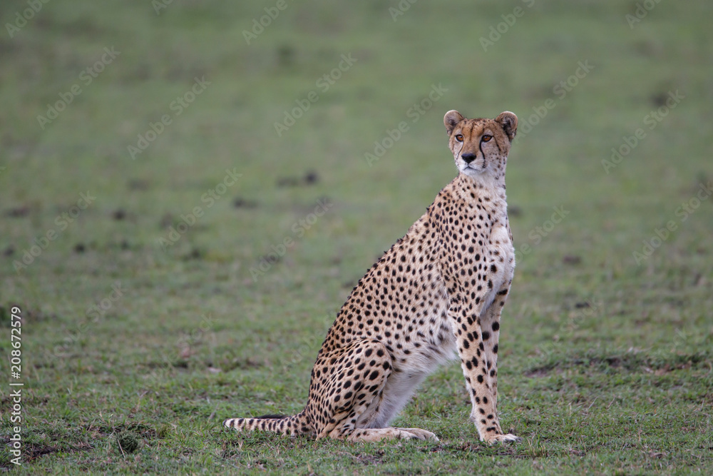 Cheetah female in the Masai Mara National Park in Kenya Cheetah female in the Masai Mara National Park in Kenya