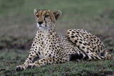 Cheetah female in the Masai Mara National Park in Kenya