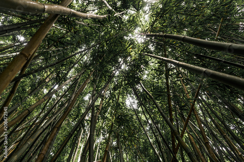 Hawaii rainforest bamboo Oahu