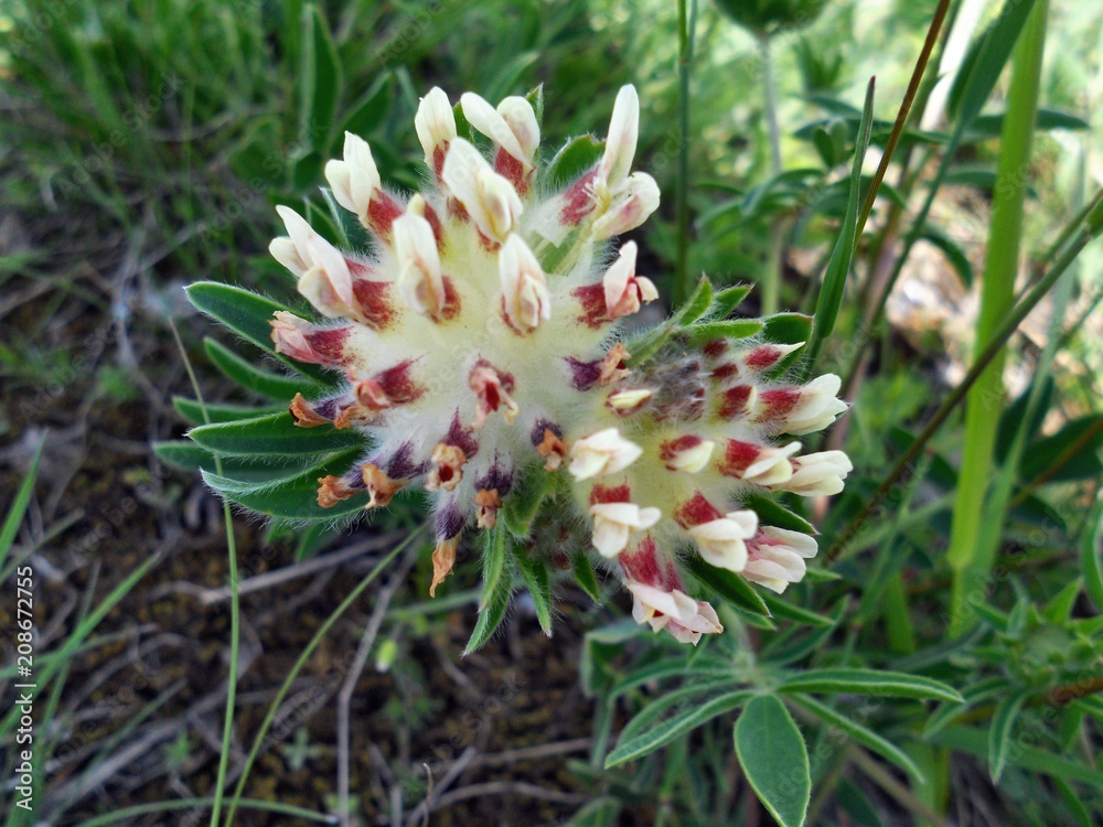 Obraz premium цветы