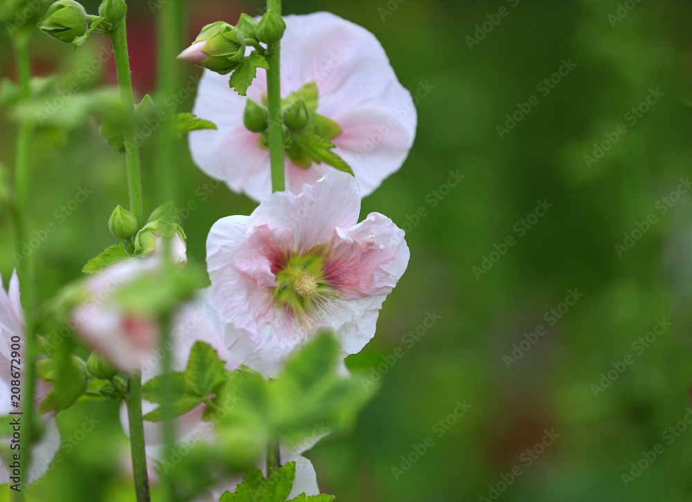 Obraz premium hollyhock flowers in the garden