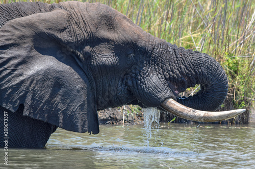 Photography African bush elephant drinking water. Loxodonta africana