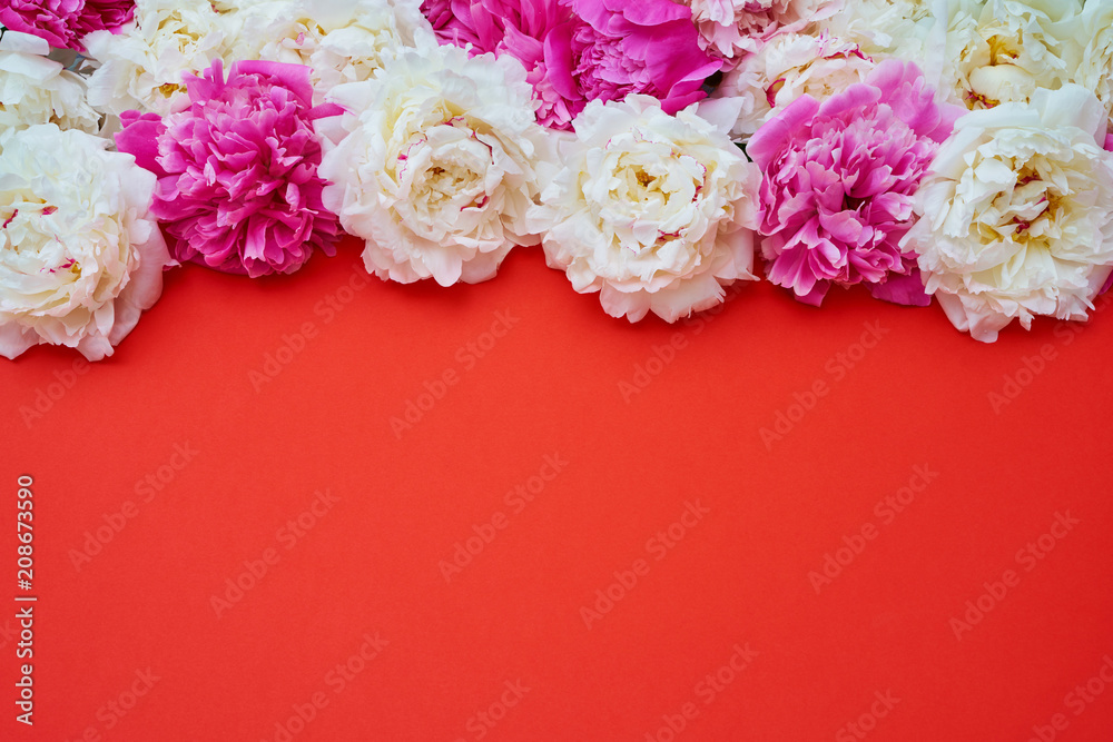 White and pink peonies on red background. Holiday background, copy space, top view White and pink peonies on red background. Holiday background, copy space, top view