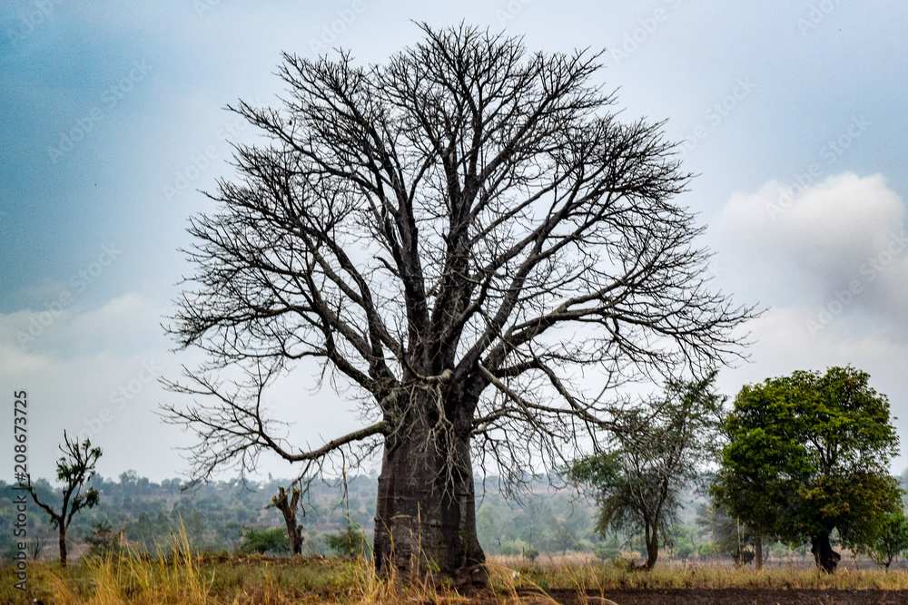 baobab tree. Adansonia digitata