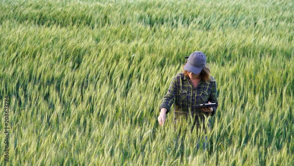 A woman farmer examines the field of cereals and sends data to the cloud from the tablet. Smart farming and digital agriculture. Slow motion A woman farmer examines the field of cereals and sends data to the cloud from the tablet. Smart farming and digital agriculture. Slow motion