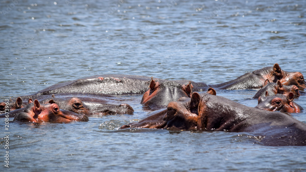 Fototapeta premium Hippopotamus swimming in river. Hippopotamus amphibius