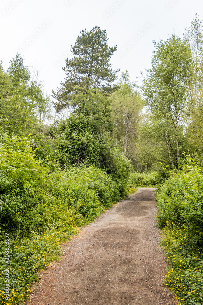 flat pathway in the middle of the forest on a cloudy day