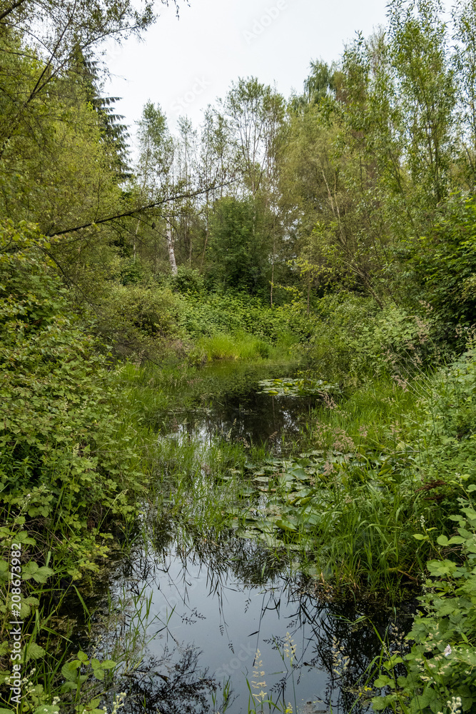 shallow waterway in the middle of the forest