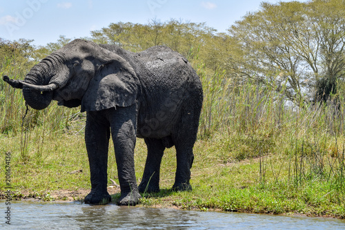 Bush elephant drinking water from river in Malawi, Africa. Loxodonta africana