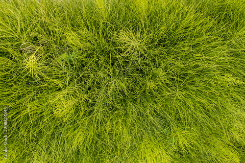 thin green grasses texture view from above