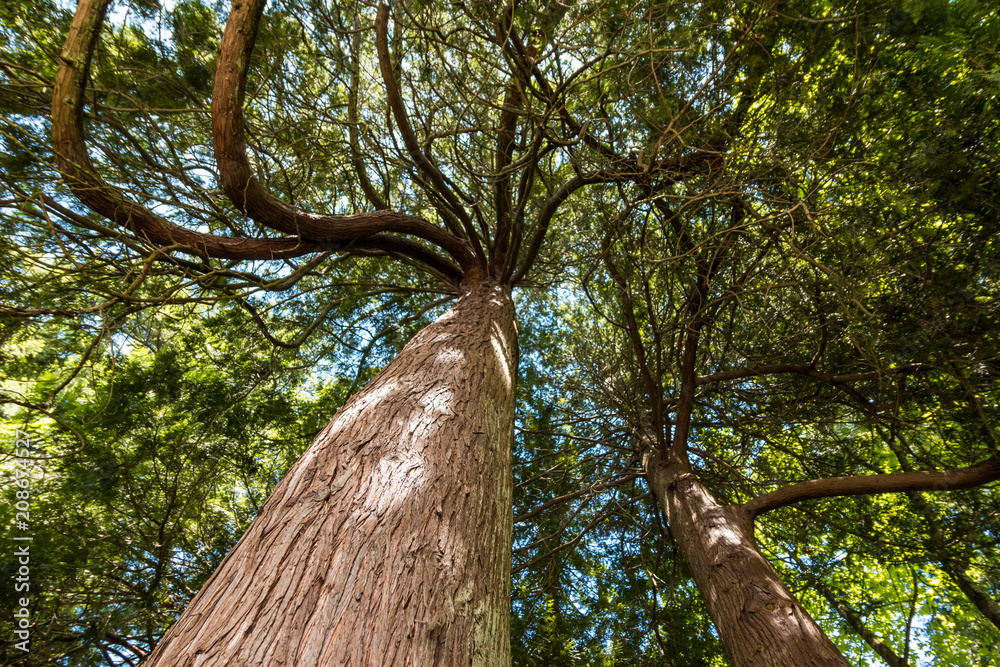 Fototapeta premium trees with big trunk and curvy branches bottom view
