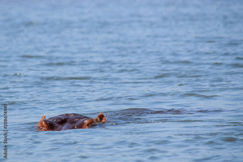 hippopotamus swimming in river in Malawi, Africa. Hippopotamus amphibius