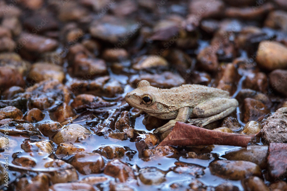 Obraz premium Northern cricket frog Acris crepitans