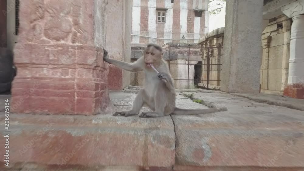 Affe in Indien Hampi 