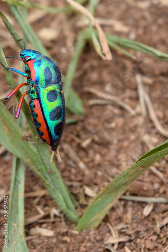 Rainbow Shield Bug climbing up leaf.  Calidea dregii