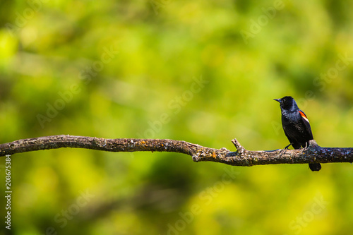 Red-winged blackbird on a branch with a green blurred background photo