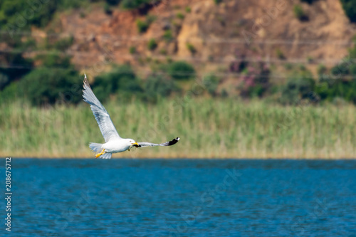 Seagull on his way enjoying his meal