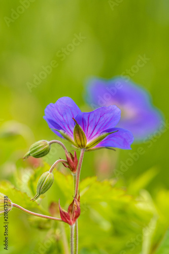 beautiful purple flower on the filed back fiew photo