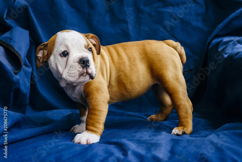 Fototapeta Naklejka Na Ścianę i Meble -  English bulldog puppy on blue background