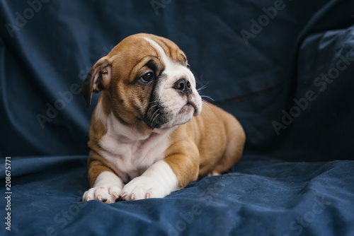 Cute female puppy of english bulldog,selective focus